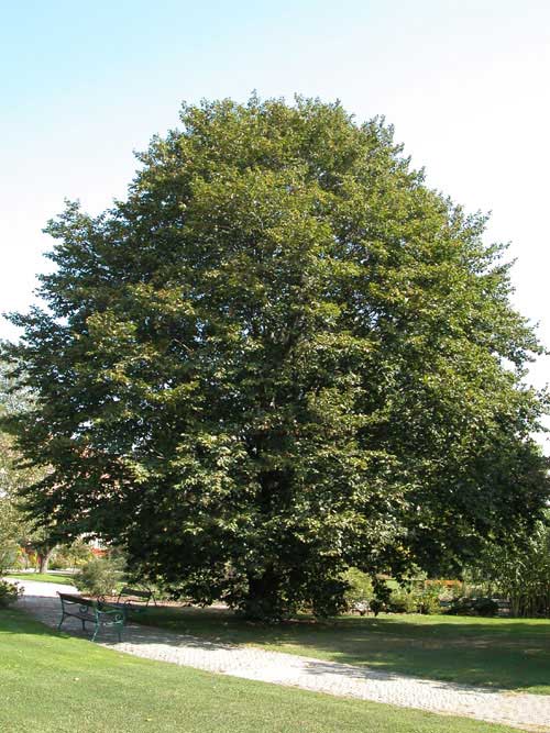 fagus grandifolia 01