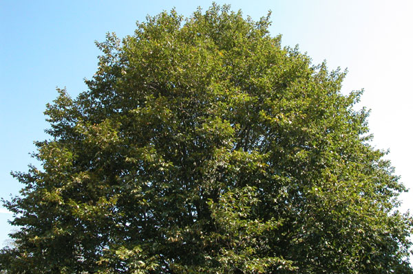 fagus grandifolia 02