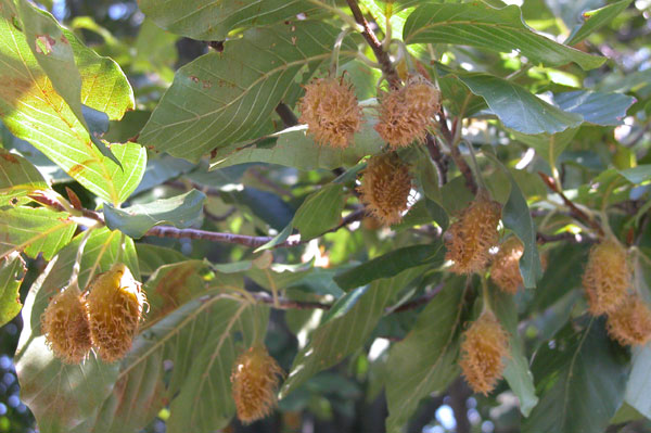 fagus grandifolia 04