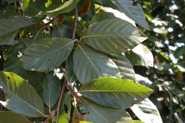 fagus grandifolia 05