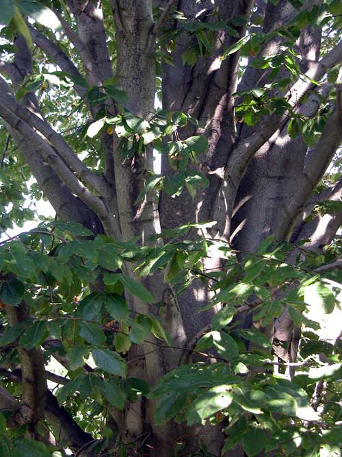 fagus grandifolia 06