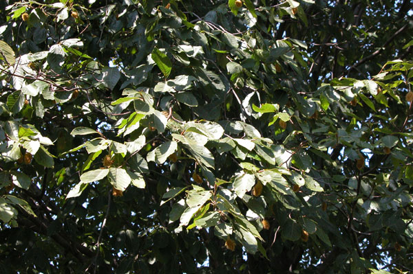 fagus grandifolia 07