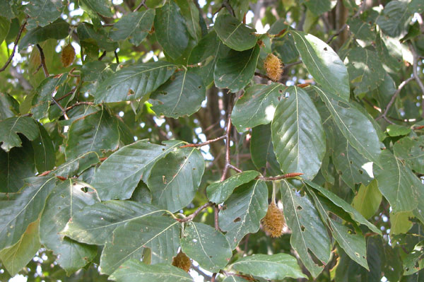 fagus grandifolia 08