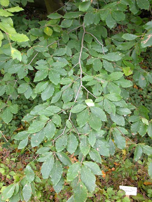 fagus orientalis 01