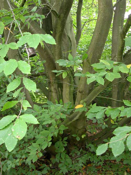 fagus orientalis 02