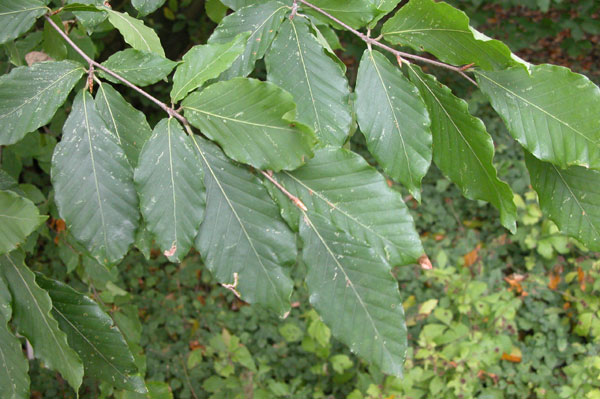 fagus orientalis 03