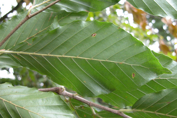 fagus orientalis 04