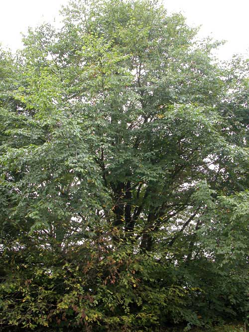 fagus orientalis 05