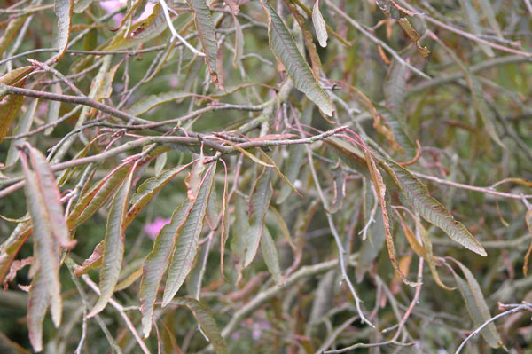 fagus sylvatica ansorgei 01