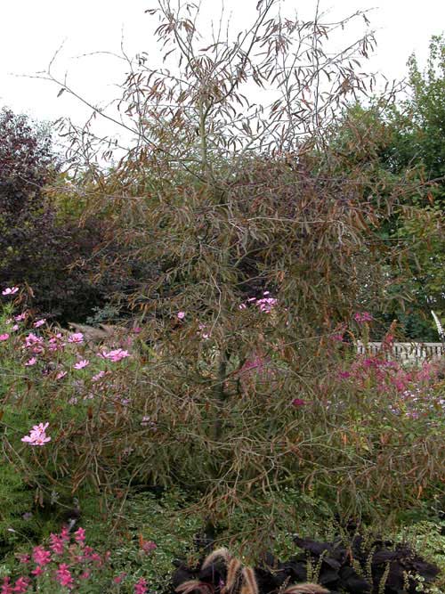 fagus sylvatica ansorgei 02