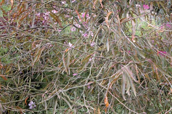 fagus sylvatica ansorgei 03