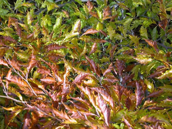 fagus sylvatica asplenifolia 01