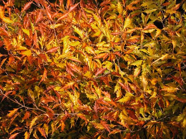 fagus sylvatica asplenifolia 02