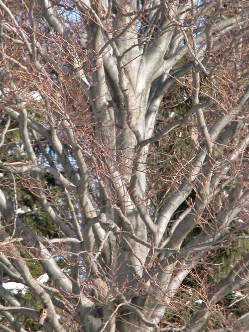fagus sylvatica asplenifolia 03