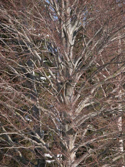 fagus sylvatica asplenifolia 04