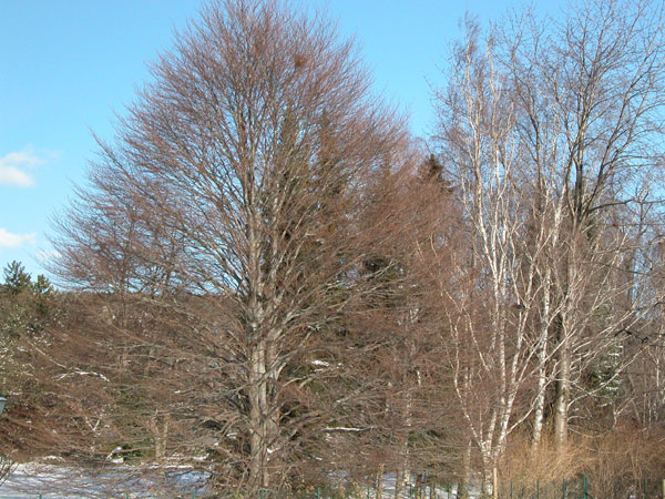fagus sylvatica asplenifolia 05