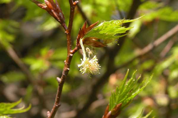 fagus sylvatica asplenifolia 07