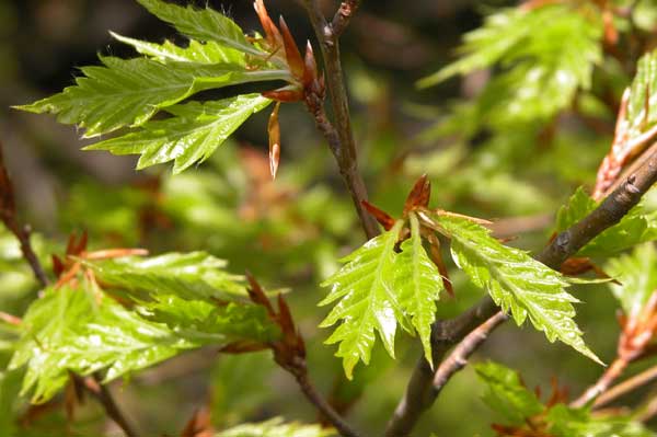 fagus sylvatica asplenifolia 08