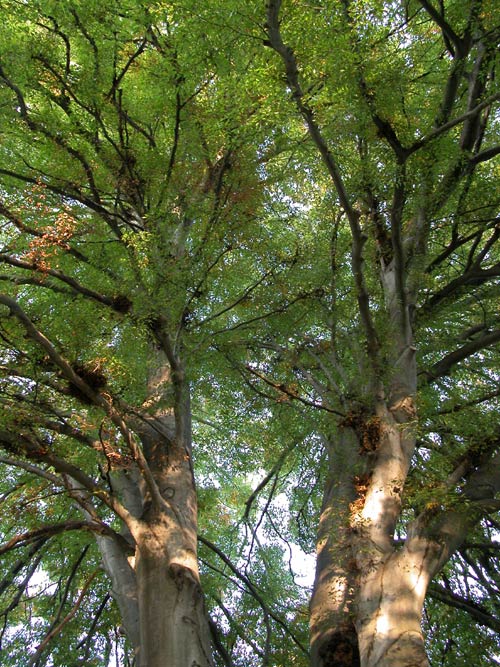 fagus sylvatica asplenifolia 09