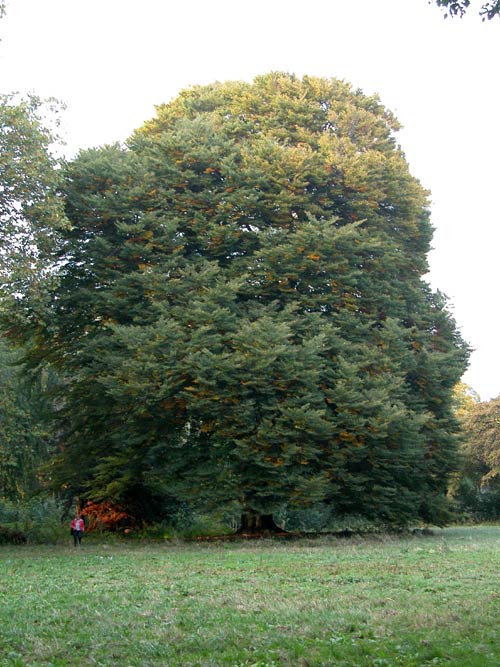 fagus sylvatica asplenifolia 10