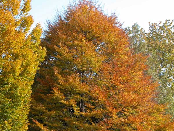 fagus sylvatica asplenifolia 11