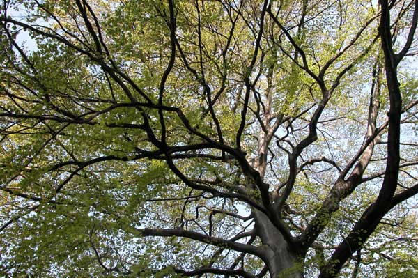 fagus sylvatica 01