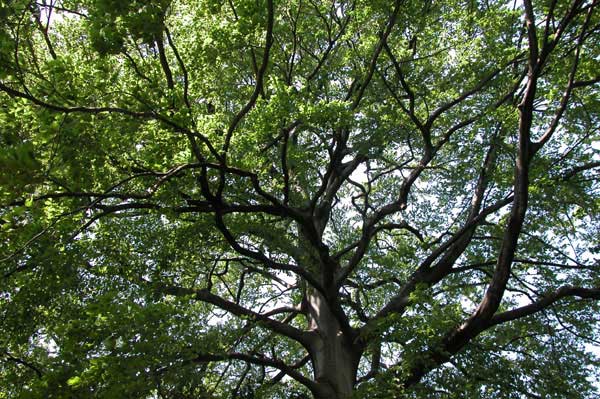 fagus sylvatica 02