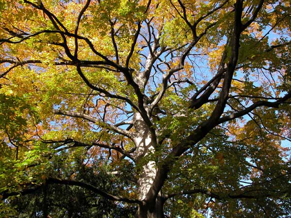 fagus sylvatica 03