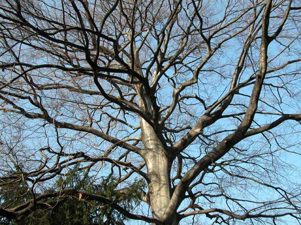fagus sylvatica 04