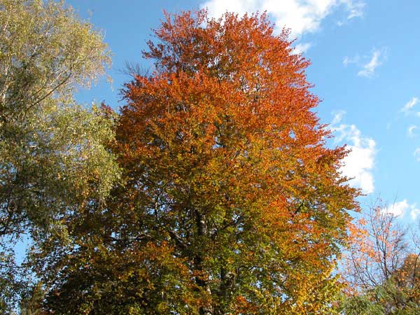 fagus sylvatica 05