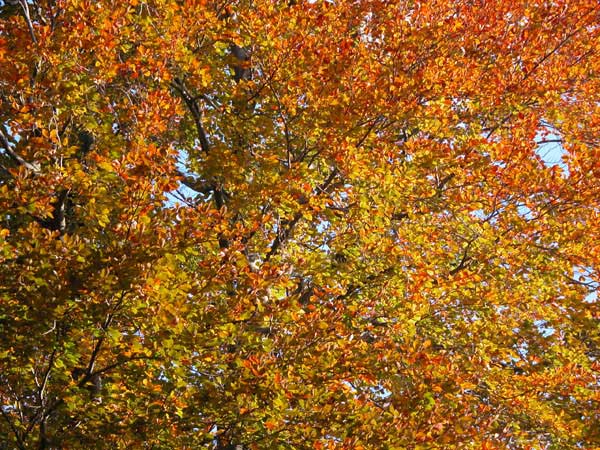 fagus sylvatica 06