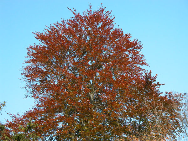 fagus sylvatica 07
