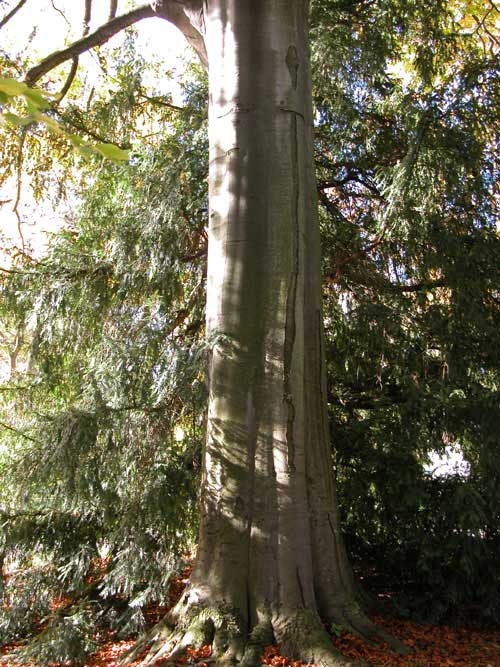 fagus sylvatica 08