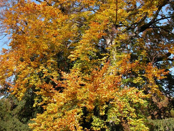 fagus sylvatica 09