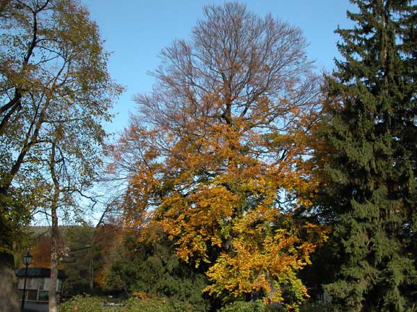 fagus sylvatica 10