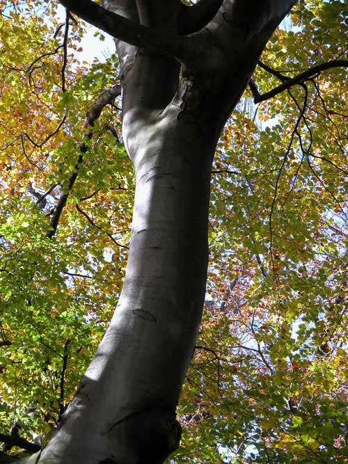 fagus sylvatica 11