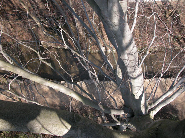 fagus sylvatica 12
