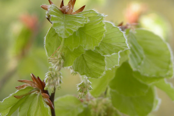 fagus sylvatica 13