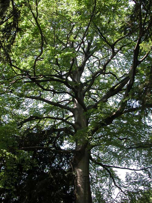 fagus sylvatica 14