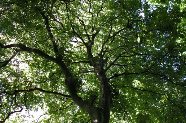 fagus sylvatica 15