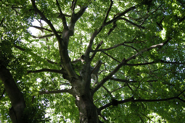 fagus sylvatica 16