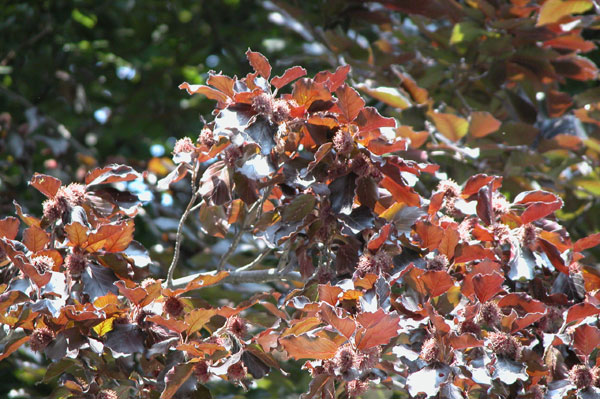 fagus sylvatica 17