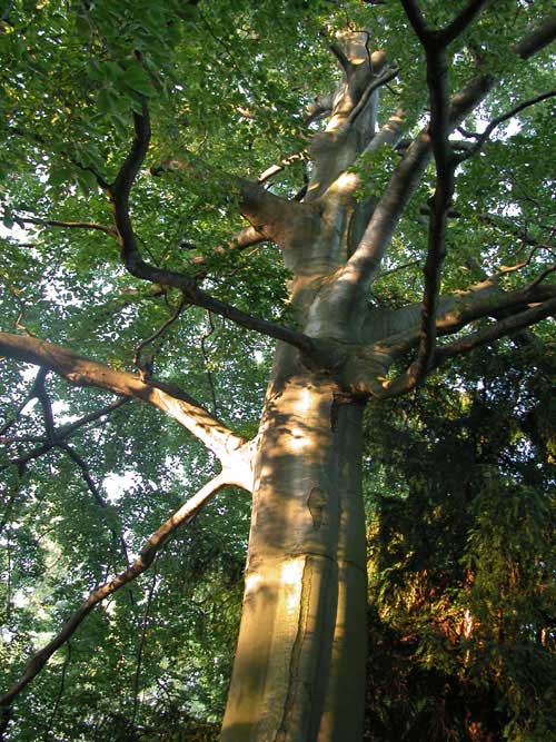 fagus sylvatica 18