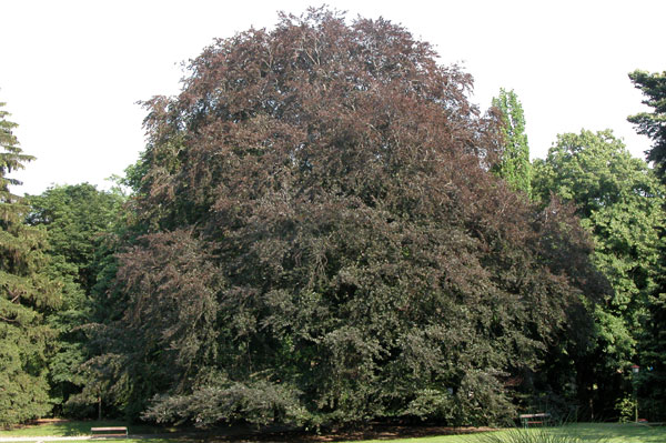 fagus sylvatica 19