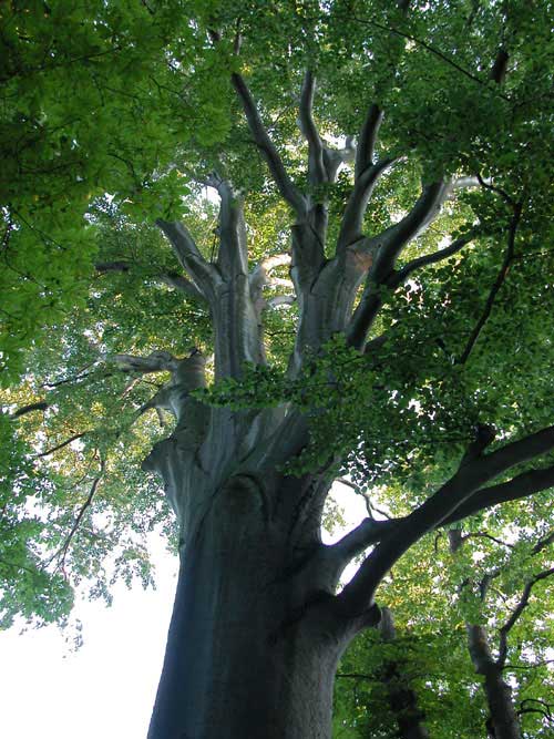 fagus sylvatica 20