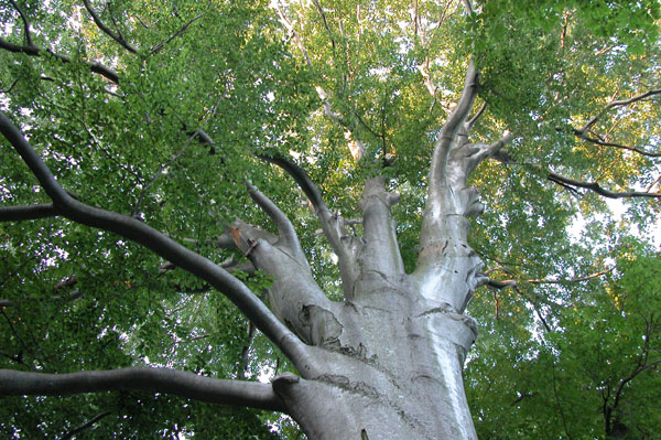 fagus sylvatica 21