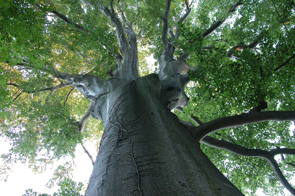 fagus sylvatica 22