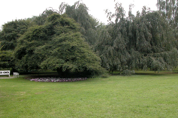 fagus sylvatica 23
