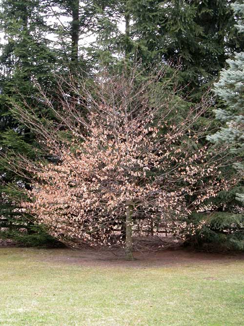fagus sylvatica 24