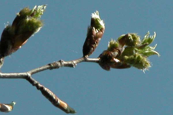 fagus sylvatica 26